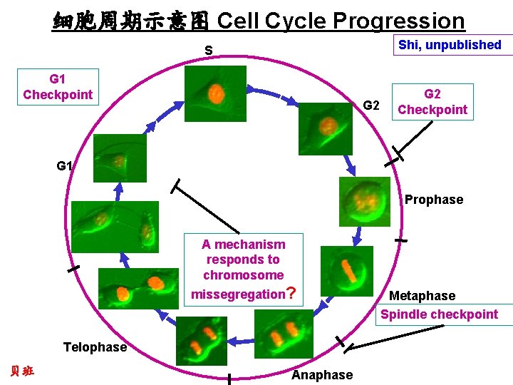 细胞周期示意图 Cell Cycle Progression Shi, unpublished S G 1 Checkpoint G 2 Checkpoint G