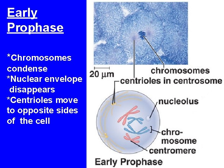Early Prophase *Chromosomes condense *Nuclear envelope disappears *Centrioles move to opposite sides of the