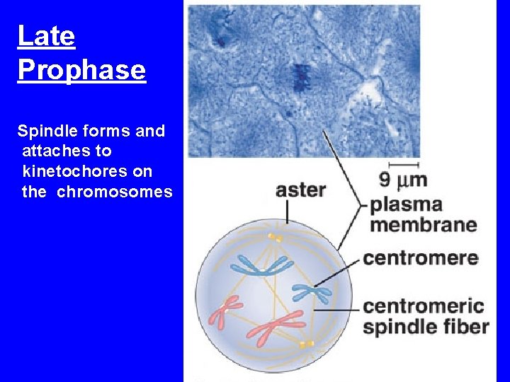 Late Prophase Spindle forms and attaches to kinetochores on the chromosomes 