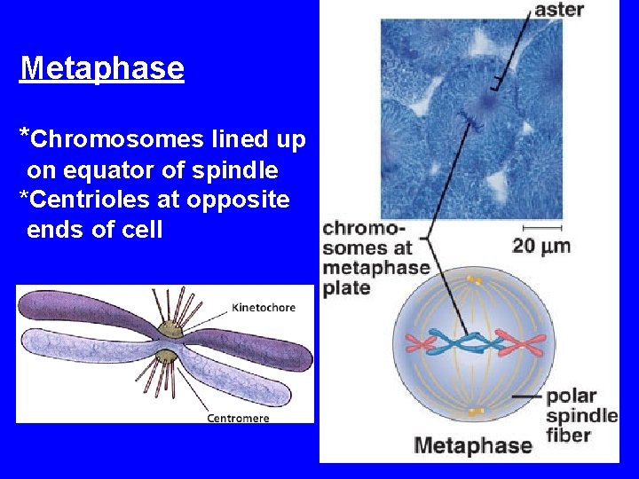 Metaphase *Chromosomes lined up on equator of spindle *Centrioles at opposite ends of cell