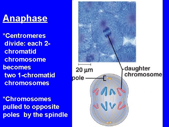 Anaphase *Centromeres divide: each 2 chromatid chromosome becomes two 1 -chromatid chromosomes *Chromosomes pulled