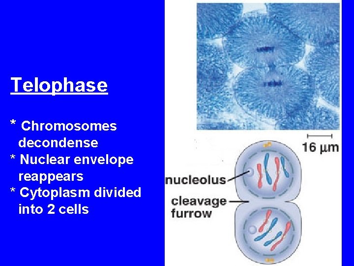 Telophase * Chromosomes decondense * Nuclear envelope reappears * Cytoplasm divided into 2 cells