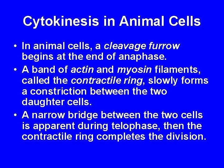 Cytokinesis in Animal Cells • In animal cells, a cleavage furrow begins at the