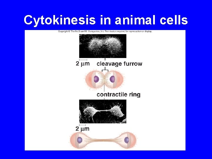 Cytokinesis in animal cells 