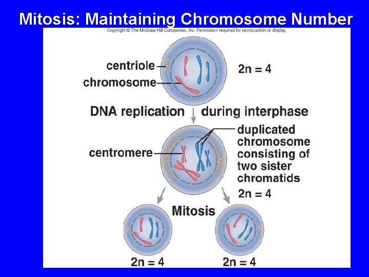Mitosis: Maintaining Chromosome Number 