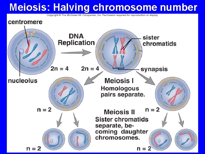 Meiosis: Halving chromosome number 