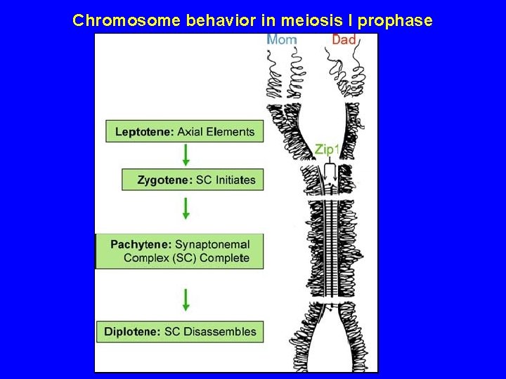 Chromosome behavior in meiosis I prophase 