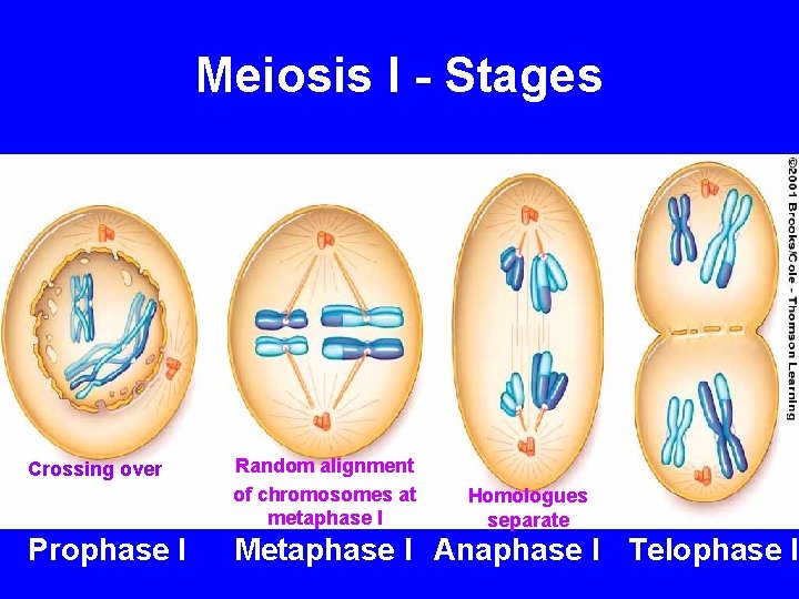 Meiosis I - Stages Crossing over Prophase I Random alignment of chromosomes at metaphase