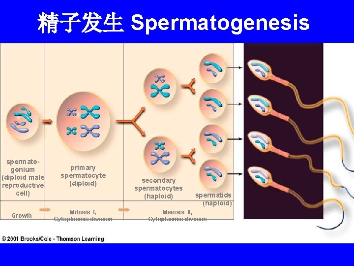 精子发生 Spermatogenesis spermatogonium (diploid male reproductive cell) primary spermatocyte (diploid) Growth Mitosis I, Cytoplasmic