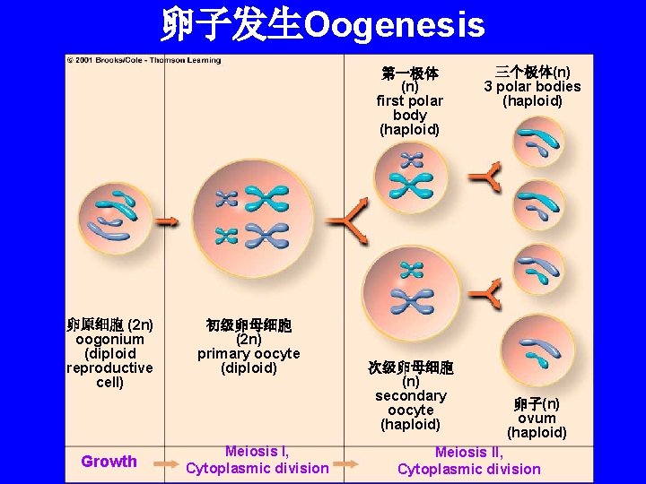 卵子发生Oogenesis 第一极体 (n) first polar body (haploid) 卵原细胞 (2 n) oogonium (diploid reproductive cell)