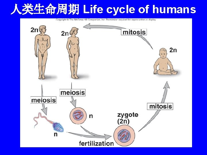 人类生命周期 Life cycle of humans 