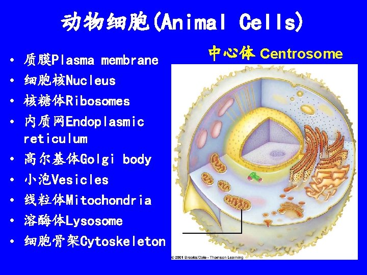 动物细胞(Animal Cells) • • • 质膜Plasma membrane 细胞核Nucleus 核糖体Ribosomes 内质网Endoplasmic reticulum 高尔基体Golgi body 小泡Vesicles
