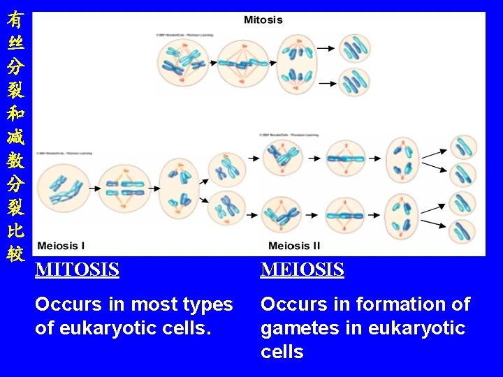 有 丝 分 裂 和 减 数 分 裂 比 较 MITOSIS MEIOSIS Occurs