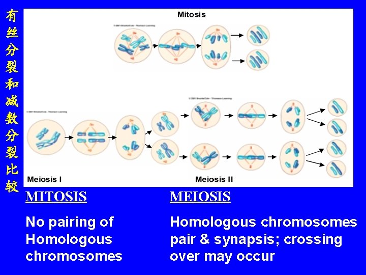 有 丝 分 裂 和 减 数 分 裂 比 较 MITOSIS MEIOSIS No