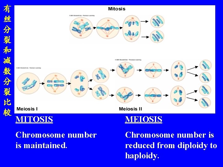 有 丝 分 裂 和 减 数 分 裂 比 较 MITOSIS MEIOSIS Chromosome