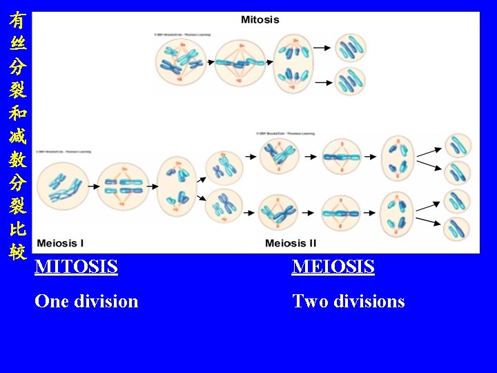 有 丝 分 裂 和 减 数 分 裂 比 较 MITOSIS MEIOSIS One