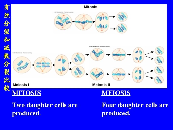 有 丝 分 裂 和 减 数 分 裂 比 较 MITOSIS MEIOSIS Two