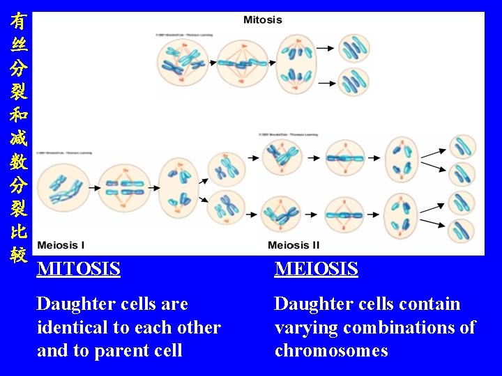 有 丝 分 裂 和 减 数 分 裂 比 较 MITOSIS MEIOSIS Daughter