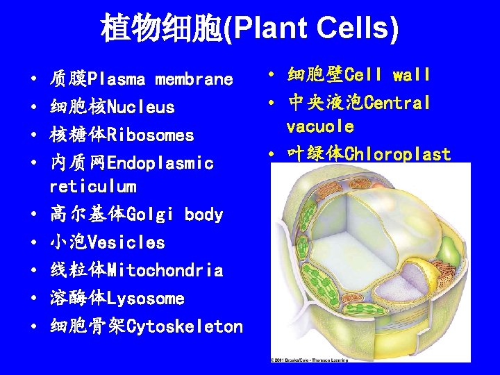 植物细胞(Plant Cells) • • • 质膜Plasma membrane 细胞核Nucleus 核糖体Ribosomes 内质网Endoplasmic reticulum 高尔基体Golgi body 小泡Vesicles