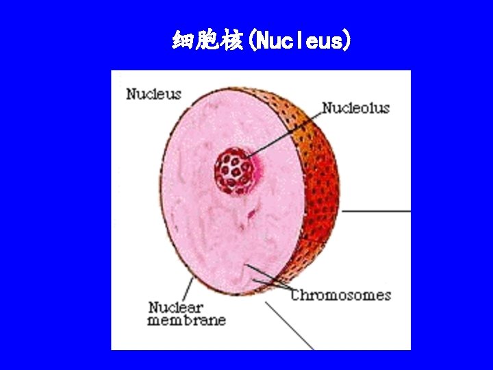 细胞核(Nucleus) 