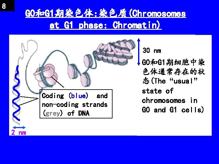 8 G 0和G 1期染色体: 染色质(Chromosomes at G 1 phase: Chromatin) 30 nm Coding (blue)