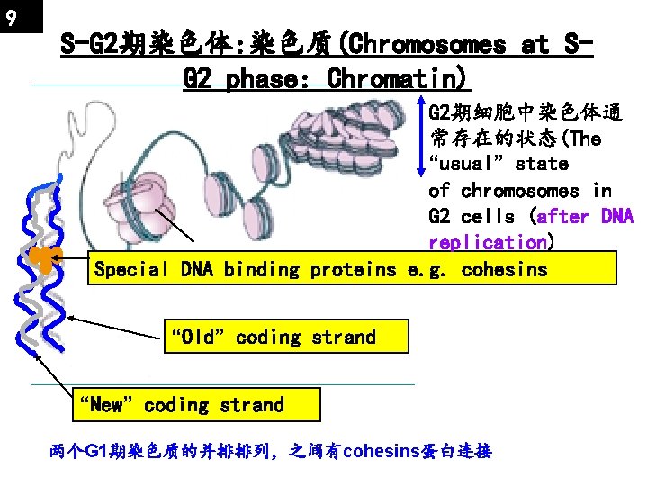 9 S-G 2期染色体: 染色质(Chromosomes at SG 2 phase: Chromatin) G 2期细胞中染色体通 常存在的状态(The “usual” state