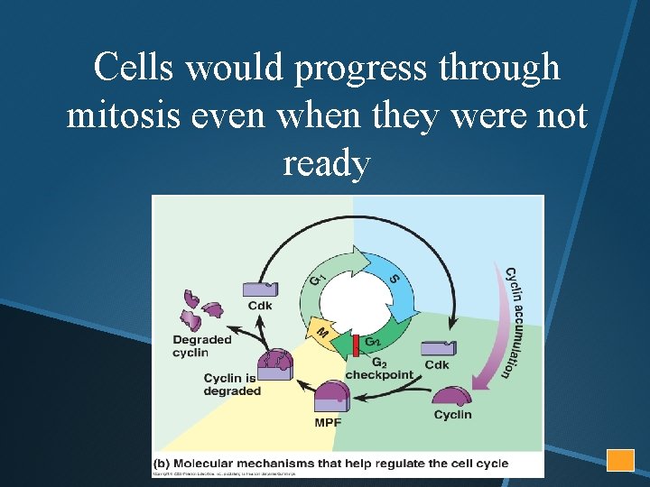 Cells would progress through mitosis even when they were not ready 