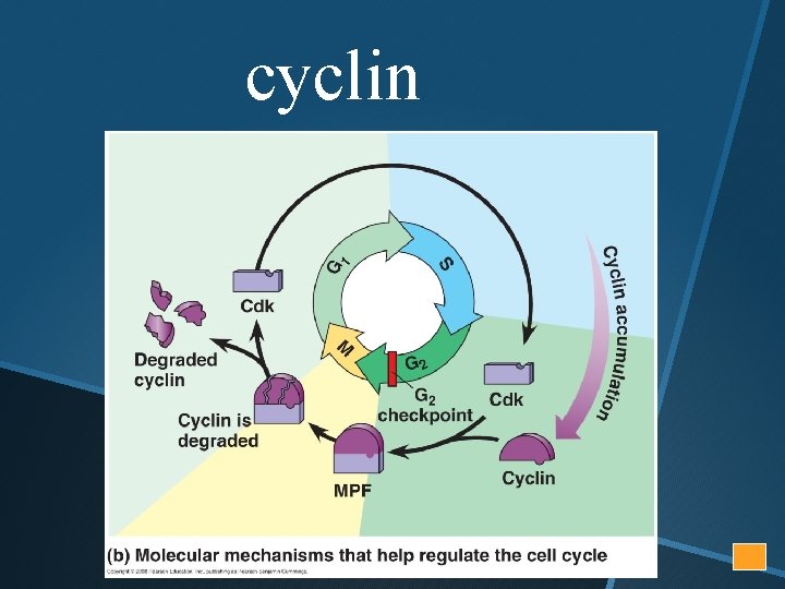 cyclin 