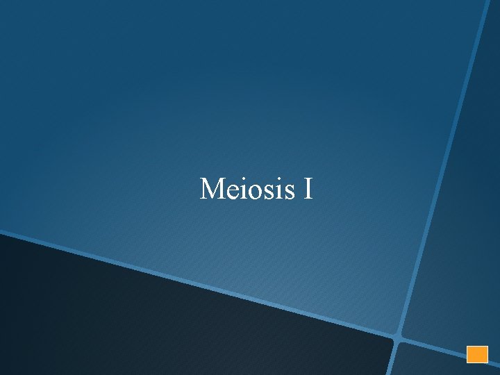 Meiosis I 