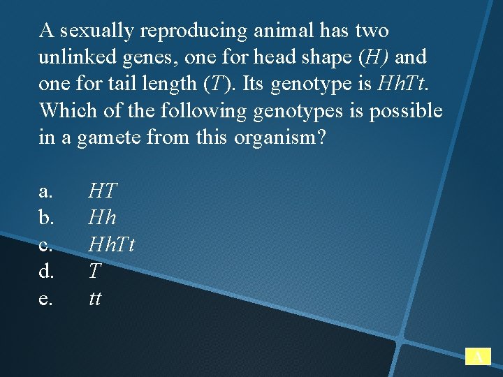 A sexually reproducing animal has two unlinked genes, one for head shape (H) and