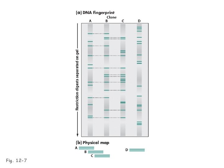 Fig. 12 -7 