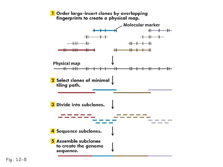 Fig. 12 -8 