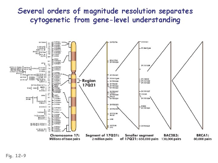 Several orders of magnitude resolution separates cytogenetic from gene-level understanding Fig. 12 -9 