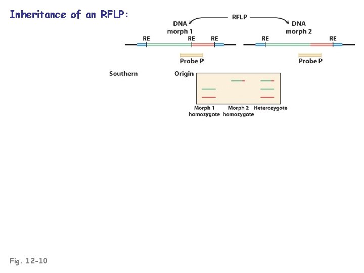 Inheritance of an RFLP: Fig. 12 -10 