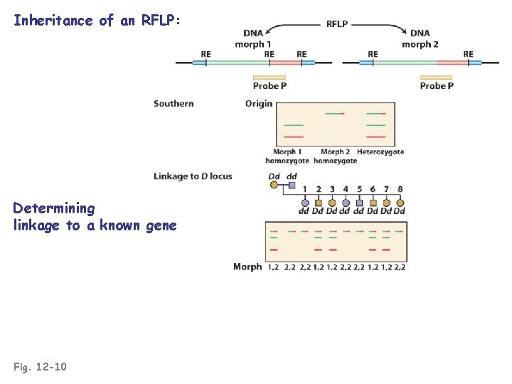 Inheritance of an RFLP: Determining linkage to a known gene Fig. 12 -10 