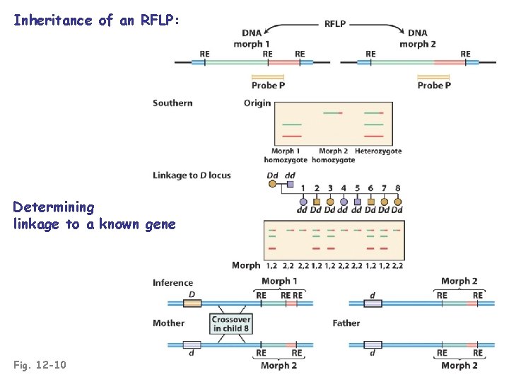 Inheritance of an RFLP: Determining linkage to a known gene Fig. 12 -10 