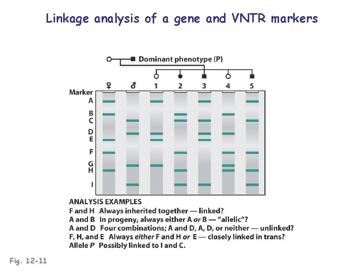 Linkage analysis of a gene and VNTR markers Fig. 12 -11 