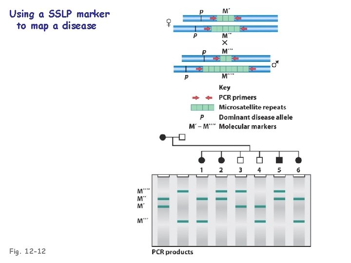 Using a SSLP marker to map a disease Fig. 12 -12 