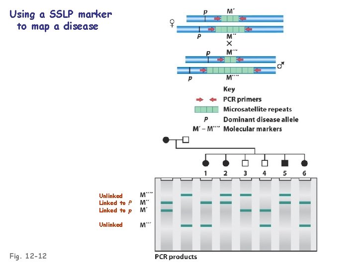 Using a SSLP marker to map a disease Unlinked Linked to P Linked to