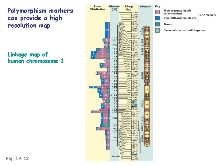 Polymorphism markers can provide a high resolution map Linkage map of human chromosome 1