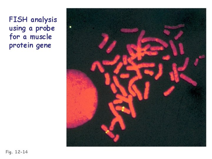 FISH analysis using a probe for a muscle protein gene Fig. 12 -14 