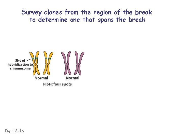 Survey clones from the region of the break to determine one that spans the