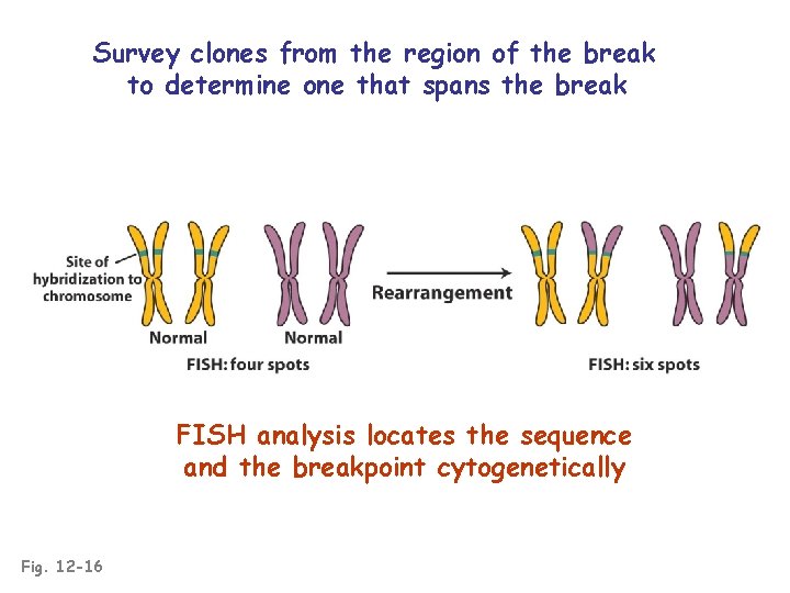 Survey clones from the region of the break to determine one that spans the