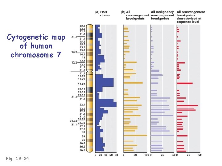 Cytogenetic map of human chromosome 7 Fig. 12 -24 