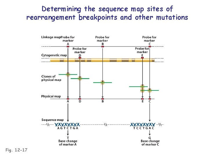 Determining the sequence map sites of rearrangement breakpoints and other mutations Fig. 12 -17
