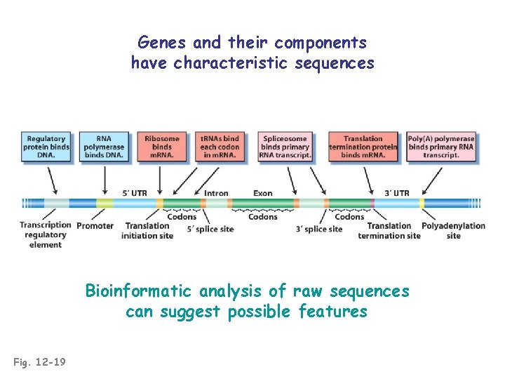 Genes and their components have characteristic sequences Bioinformatic analysis of raw sequences can suggest