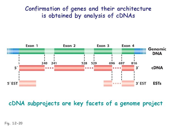 Confirmation of genes and their architecture is obtained by analysis of c. DNAs c.
