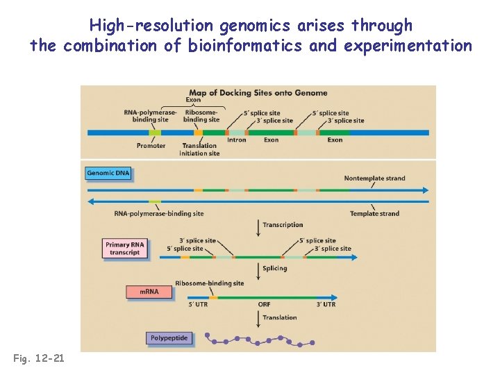 High-resolution genomics arises through the combination of bioinformatics and experimentation Fig. 12 -21 