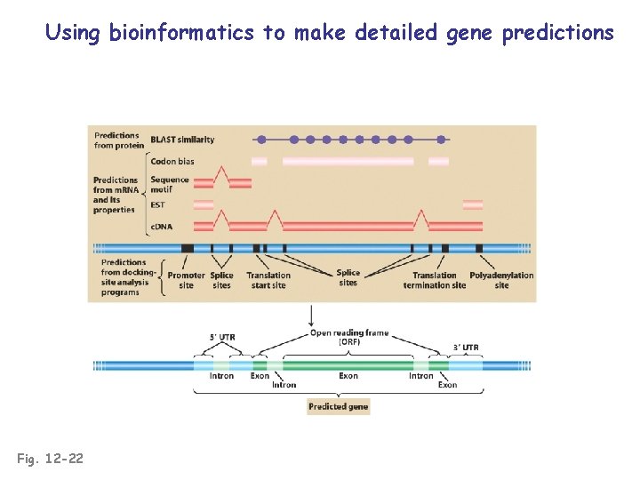 Using bioinformatics to make detailed gene predictions Fig. 12 -22 