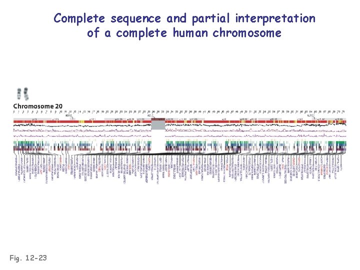 Complete sequence and partial interpretation of a complete human chromosome Fig. 12 -23 